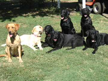 Billies 4 generations